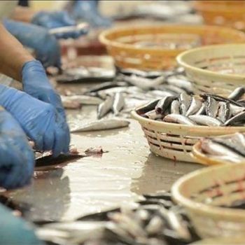 Fábrica conservas pescado Barcelona