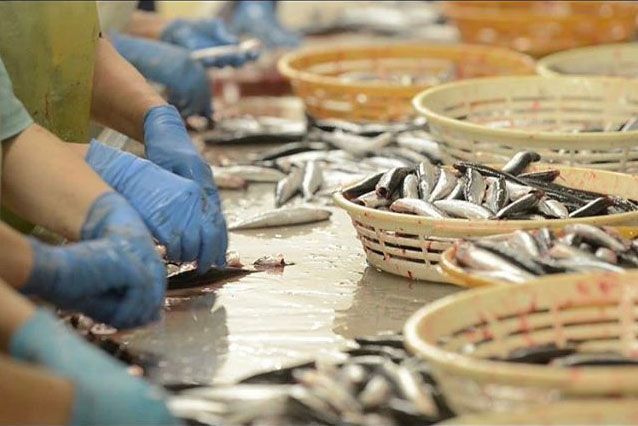 Operarias limpiando pescado fresco