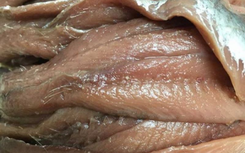Conservas de anchoa