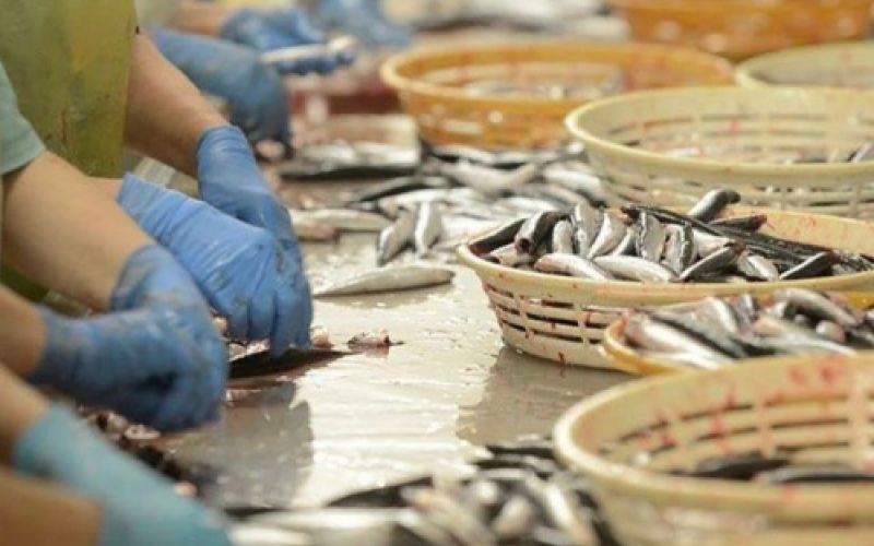 Operarias limpiando pescado fresco