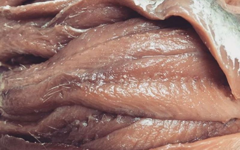 Conservas de anchoa fresca