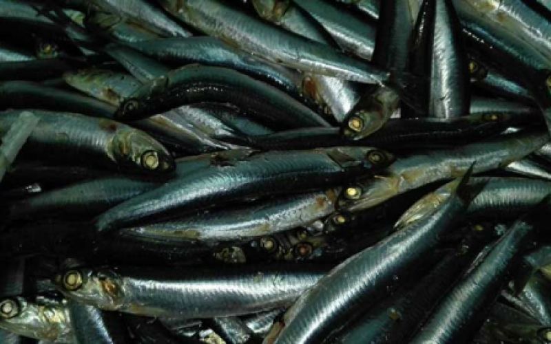 Anchoas recién pescadas