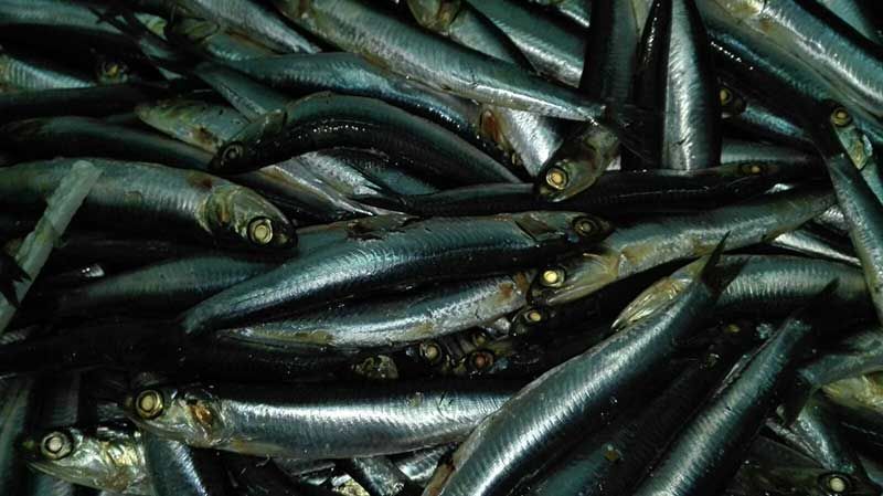 Anchoas recién pescadas